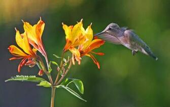 Hummingbird And Flowers Wallpaper No Desktop