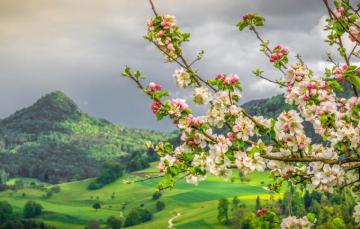 Wallpaper Mountains Branches Spring Switzerland Valley Apple