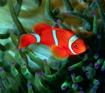 Beautiful Fish Wallpaper HD Pictures One