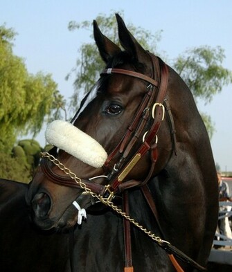 Kentucky Derby The X Factor Pedigree Power Horse Racing