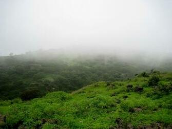 Green Fog Mist Landscapes Nature Wallpaper