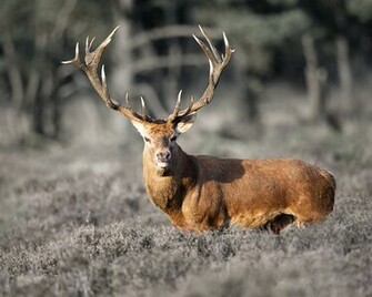 Herd Of Deer Wallpaper HD Pics