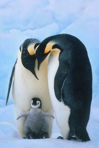 Poster Penguin Family Lets Be Like S And Mate For Life