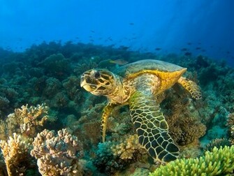Cool Picture Sea Turtle Animals Other HD Desktop Wallpaper