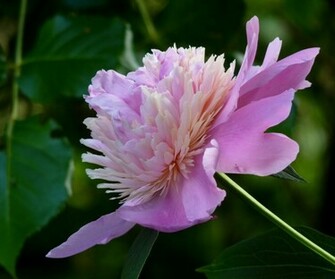 Peony Flower HD Wallpaper Flowers