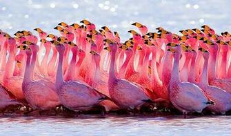 Pink Animal Flamingos Wallpaper HD Mega