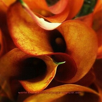 Beautiful Wallpaper Calla Lily Flowers
