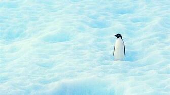 Full HD 3d Penguin Wallpaper For Smartphone OviyaHDwallpaper