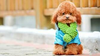 Poodle Wallpaper Image