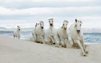 Seven Horse Wallpaper Sf