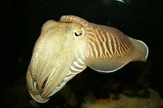 Cuttlefish Jan Wallpaper By Septopus