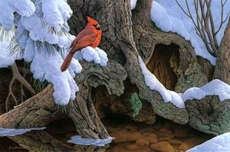 Winter Cardinal Wallpaper Bird