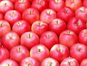 Fruit Photography Apples On Tree Fresh No