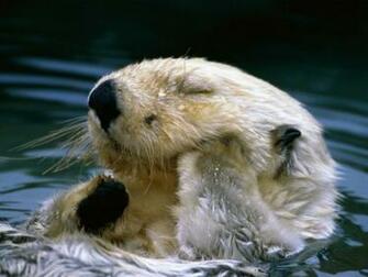 Cute Baby Otters HD Wallpaper In Animals Imageci