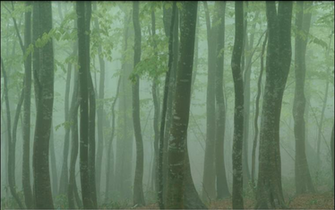 Foggy Forest Wallpaper