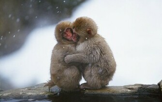 Beautiful Wallpaper Monkey HD