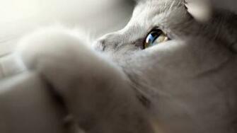 Lovely Cat Wallpaper Other Pictures