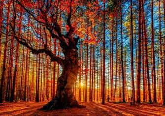 Forest Sky Trees Autumn Foliage Wallpaper