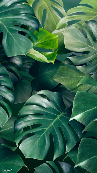 Green Monstera Leaves Background Design Resource Wallpaper