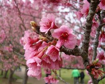 Pink Cherry Blossom Desktop And Mobile Wallpaper Wallippo