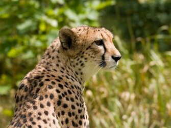 Cheetah Animals Wallpaper Image With Cheetahs