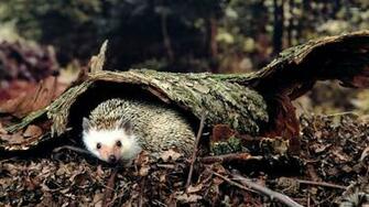 Hedgehog Wallpaper Animal
