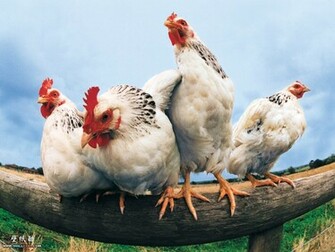 Animal Pictures Wallpaper Back To Index Funny Farm