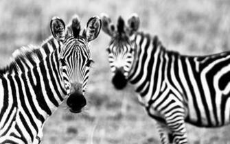 Zebra Wallpaper