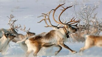 Norway Reindeer Microsoft