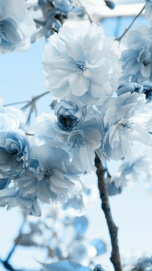 Blue And White Flower HD Samsung Galaxy S4 Wallpaper
