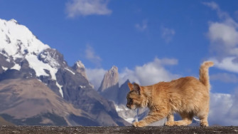 Animal Planet Wallpaper