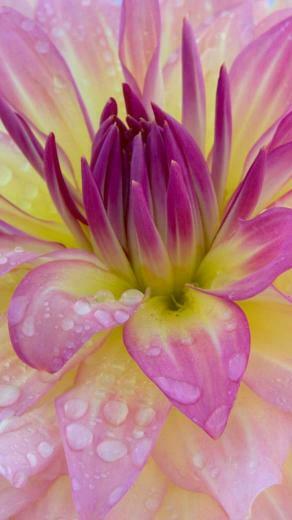Fresh Flowers With Water Drops HD Samsung Galaxy S4 Wallpaper