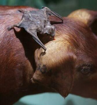 Vampire Bat Pictures Wallpaper Of