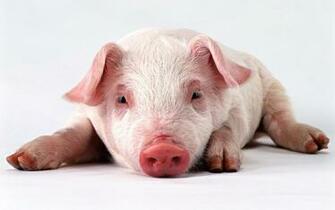 Pigs Wallpaper Wallpoper