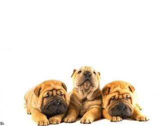 Shar Pei Wallpaper X Net
