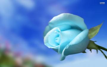 Light Blue White Flower Wallpaper Roses Rose