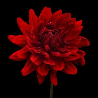 Red Dahlia Flower Black Background By Natalie Kinnear