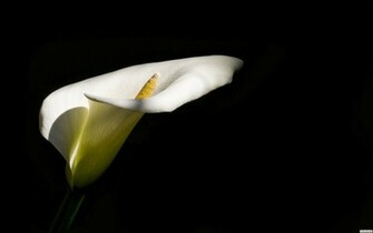 Calla Lily Wallpaper
