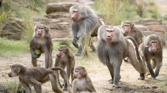 Hamadryas Baboon Wallpaper