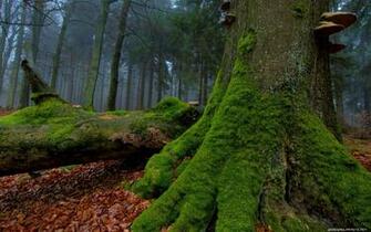 Trippy Forest Wallpaper Image