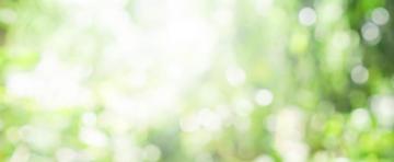Blurry Green Nature Forest Landscape Background With Sunlight