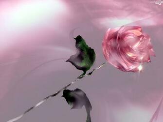 Wallpaper Includes A Pink Rose In Full Bloom Maybe Diamond