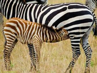 Blue Zebra Wallpaper