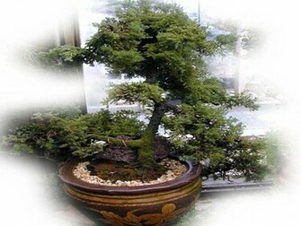 Bonsai Wallpaper Desktop HD