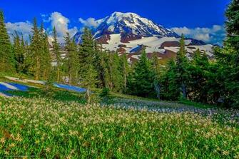 Wallpaper Mount Rainier National Park Us Parks