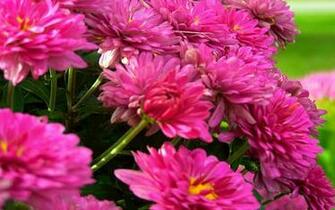 HD May Flowers Wallpaper