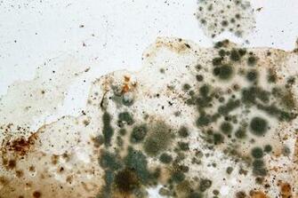Mold Removal Cost Remediation Per Square Foot