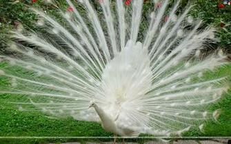 White Peacock Wallpaper Beautiful Desktop