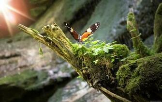 Butterfly In Nature Wallpaper New HD