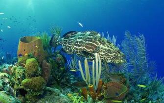 Underwater Ocean Background Wallpaper HD Background
